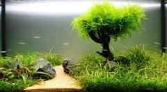 Rośliny w akwarium: proste zasady disembaring and care