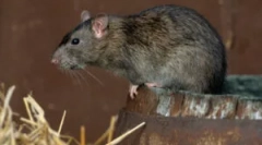 Wymiary i waga szczurów dzikich i domowych