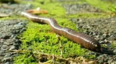 Reprodukcja roweru railworm i cyklu rozwoju