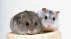 Reprodukcja gungrikowa w domu