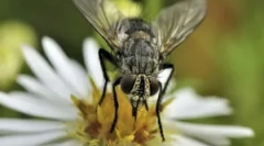 Reprodukcja i rozwój much