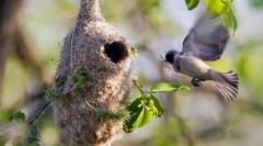 Reprodukcja i opieka nad potomstwem w ptakach