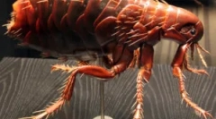 Breakt reprodukcja i cykl życia