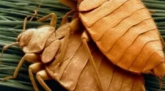 Cykl hodowli i życia pluszów