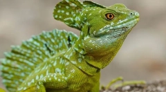 Reprodukcja reprodukcja