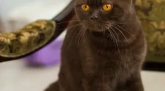 Różnorodność kolorów brytyjskich kotów: wszystko nie kończy się na niebiesko