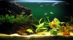 Odmiany sprężarek akwariowych