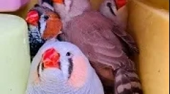 Hodowla amadin w domu