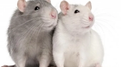 Hodowla szczura w domu