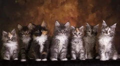 Rozwój maine coon na miesiące, waga i rozmiar w tabeli