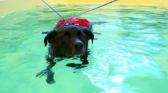 Rehabilitacja psów i kotów