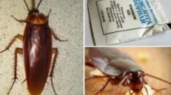 Przepisy z kwasem borowym z karaluchów