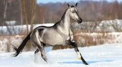 Rzadkie i niezwykłe posiadacze koni (10 zdjęć)