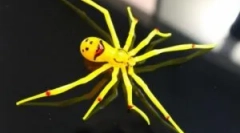 Rzadkie i niezwykłe pająki