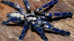 Rzadkie pająki: 10 najbardziej niezwykłych gatunków