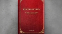 Rzadkie ptaki eurazja