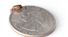 Rzadka forma płazów, którzy byli ponownie otwarte (12 zdjęć)