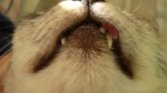 Rzadkie choroby w kotach: co to jest granulka eozynoficzna i jak się go pozbyć