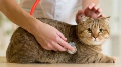 Regularna kontrola kota