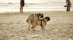 System reprodukcyjny (płci)