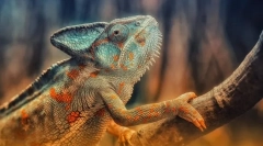 Gad. Budynek i cechy