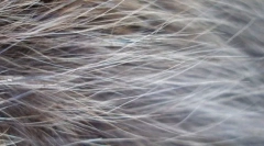 Postać na wełny kota