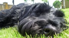 Risenshnauzer: opis rasy, osobliwości opieki i konserwacji