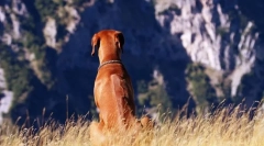 Rhodesian ridgeback (zdjęcie): lustffful hunter i bold watchman