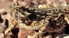 Horned lizard
