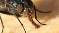 Owady aparatów rota