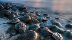 Nity dinozaurów: 10 starożytnych zwierząt, które zostały zachowane do dziś