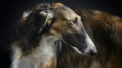 Rosyjska borzya (zdjęcia): elegancki arystokratyczny i fierce hunter