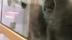 Rosyjski niebieski kot