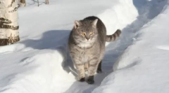 Rosyjskie rasy kotów