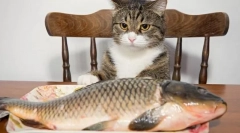 Ryby dla kota