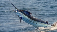 Rybny miecz - jedna z najszybszych ryb na świecie