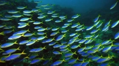 Ryba na świeżym powietrzu