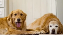 Imbir-shameless: top 15 red red dog hode