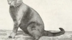 Czerwony brytyjczycy: pluszowe koty słoneczne