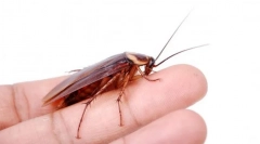 Redhead cockroach
