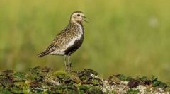 Rzhanka złota południa