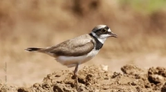 Rzhanko. Oderwanie ptaków