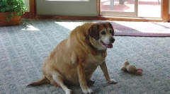 Cukrzyca cukru u psów: objawy i leczenie niż karmienia zwierzaka