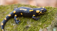 Salamandra