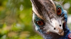 Najbardziej agresywny ptak