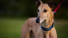 Najszybszy pies na świecie