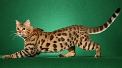 Najdroższa rasa kotów (foto): złoty