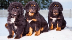 Najdroższa rasa psów na świecie: szlachetne ulubione