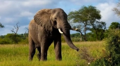 Największe zwierzę zmielone