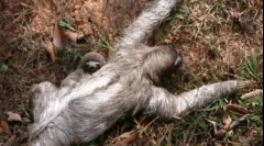 Najbardziej leniwe zwierzę na świecie